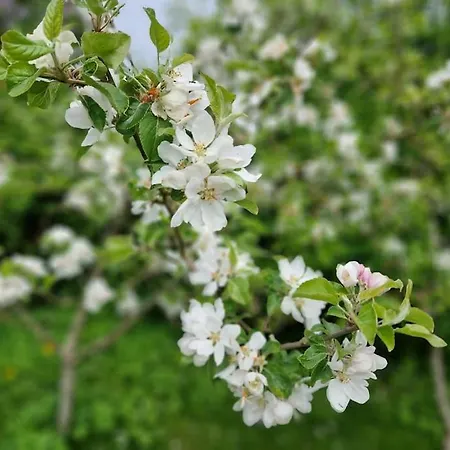 Hébergement de vacances House By A Fantastic And Free Wifi Slagelse